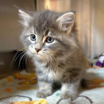 Peter Parker -  Domestic Medium Hair Cat for Adoption in Shinnston, West Virginia - Peter Parker | PetCurious