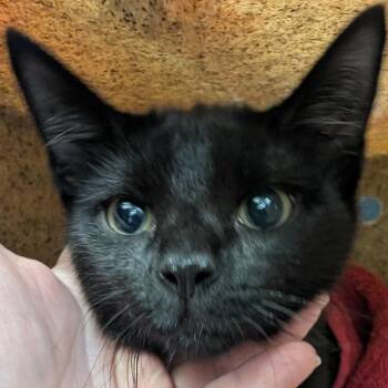 Batty -  Domestic Short Hair Cat for Adoption in Philadelphia, Pennsylvania - Batty | PetCurious