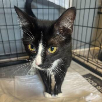 Domestic Short Hair Cats Available for Adoption in Summerlee, West Virginia - Rachel | PetCurious