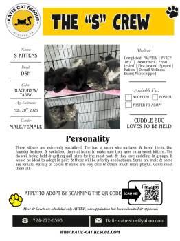 Domestic Short Hair Cats Available for Adoption in Evans City, Pennsylvania - The “S” Crew Of 8 | PetCurious