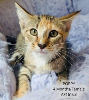 Poppy -  Domestic Short Hair Cat for Adoption - Poppy | PetCurious