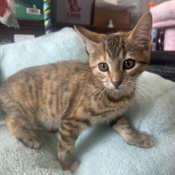 Juniper 26-017 -  Domestic Short Hair Cat for Adoption in Little Rock, Arkansas - Juniper 26-017 | PetCurious
