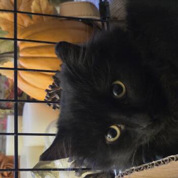 Domestic Medium Hair Cats Available for Adoption - Cole | PetCurious