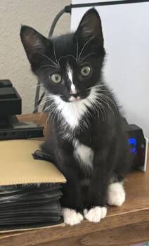 Flower -  Domestic Short Hair Cat Available for Adoption in St. Cloud, Florida - Flower | PetCurious