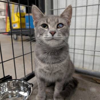 Leela -  Domestic Short Hair Cat for Adoption in Columbus, Ohio - Leela | PetCurious