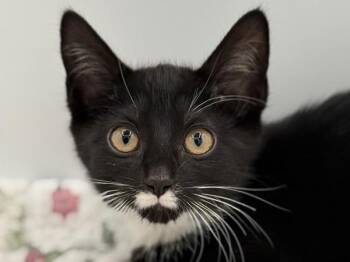 Stream -  Domestic Short Hair Cat for Adoption in Portland, Oregon - Stream | PetCurious