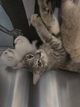 Domestic Short Hair Cats Available for Adoption in Houston, Texas - LUCY | PetCurious