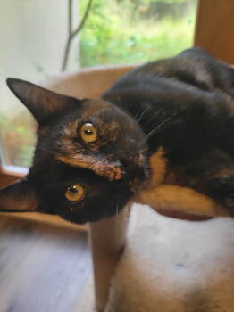 Rescue Domestic Short Hair Cats for Adoption in Herndon, Virginia - Juniper | PetCurious