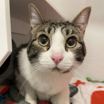 Honey Badger -  American Shorthair Cat for Adoption in Los Angeles, California - Honey Badger | PetCurious