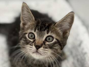 Chipmunk -  Domestic Short Hair Cat for Adoption in Portland, Oregon - Chipmunk | PetCurious
