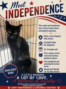 Independence -  Domestic Short Hair Cat for Adoption in Kenhorst, Pennsylvania - Independence | PetCurious
