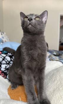 Dusty -  Domestic Short Hair Cat for Adoption in Rockwall, Texas - Dusty | PetCurious