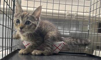 A232861 -  Domestic Short Hair Cat for Adoption in Grand Prairie, Texas - A232861 | PetCurious