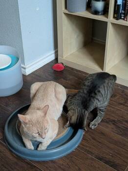 Billy -  Tabby and Domestic Short Hair Cat for Adoption in Dallas, Texas - Billy | PetCurious