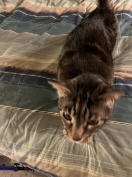 Sister COURTESY LISTING...CONTACT OWNER DIRECTLY -  Domestic Short Hair Cat Available for Adoption in Frisco, Texas - Sister COURTESY LISTING...CONTACT OWNER DIRECTLY | PetCurious