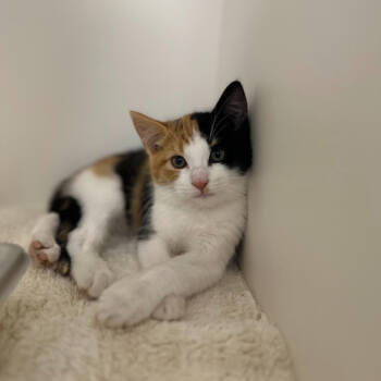 Rescue Domestic Short Hair Cats for Adoption in Mebane, North Carolina - Ember | PetCurious