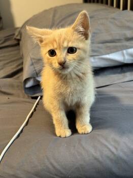 French Fry -  Tabby and Domestic Short Hair Cat for Adoption in Georgetown, Kentucky - French Fry | PetCurious