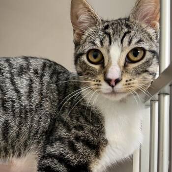 Domestic Short Hair Cats Available for Adoption in Redwood City, California - Michelle | PetCurious