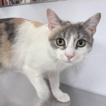 Domestic Short Hair Cats Available for Adoption in New York, New York - Saint Nikki | PetCurious