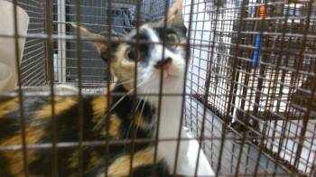 KHALIFA -  Domestic Short Hair Cat for Adoption in Doral, Florida - KHALIFA | PetCurious