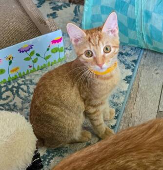 Sansa -  Domestic Short Hair and Tabby Cat for Adoption in Pompano Beach, Florida - Sansa | PetCurious