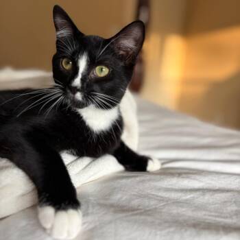 ALPHARETTA -Strike -  American Shorthair Cat for Adoption in Blairsville, Georgia - ALPHARETTA -Strike | PetCurious