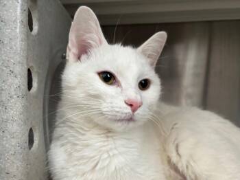 Domestic Short Hair Cats Available for Adoption - Salome | PetCurious