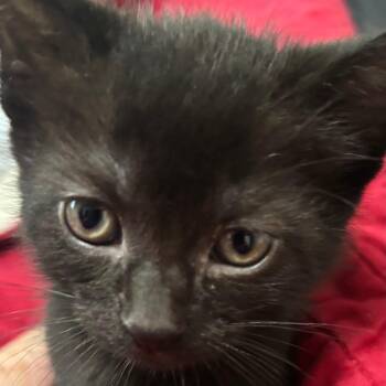 Jamaica -  Domestic Short Hair Cat for Adoption in Shelbyville, Indiana - Jamaica | PetCurious