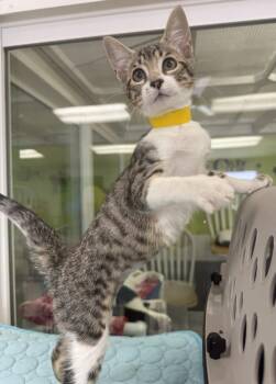 Zebra -  Domestic Short Hair Cat for Adoption in Lemoore, California - Zebra | PetCurious