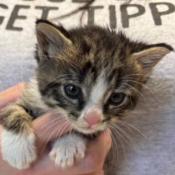 Violet -  Domestic Short Hair Cat for Adoption in Mt. Juliet, Tennessee - Violet | PetCurious