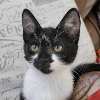 Franchesca -  Domestic Short Hair Cat for Adoption in Sonora, California - Franchesca | PetCurious