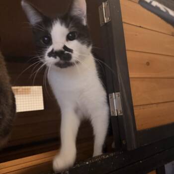 Ladybird and Tough Guy - BONDED PAIR -  Domestic Short Hair Cat for Adoption in Springfield, Oregon - Ladybird And Tough Guy - BONDED PAIR | PetCurious
