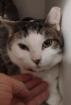 Domestic Short Hair Cats Available for Adoption in Phoenix, Arizona - Twinkie | PetCurious