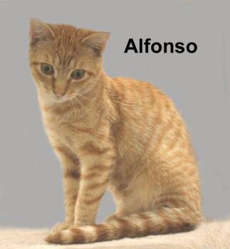 Alfonso Fuhr. (sweet brother to Alex, Antonio, and Austin) -  Domestic Short Hair and Tabby Cat for Adoption in Stowe, Pennsylvania - Alfonso Fuhr. (sweet Brother To Alex, Antonio, And Austin) | PetCurious