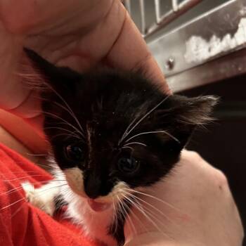 Jughead -  Domestic Short Hair Cat for Adoption in Leander, Texas - Jughead | PetCurious