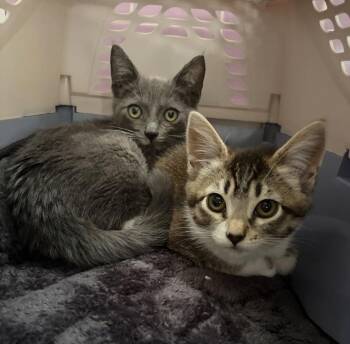 Ace (bonded with Laney) -  Domestic Short Hair Cat for Adoption in Oakland, California - Ace (bonded With Laney) | PetCurious