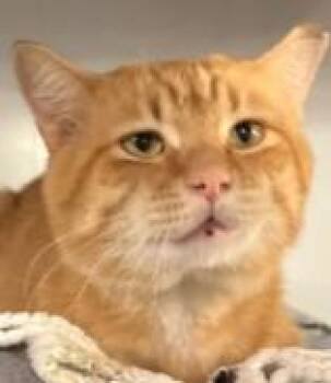 Rescue Domestic Short Hair Cats for Adoption in Wauwatosa, Wisconsin - Tango | PetCurious