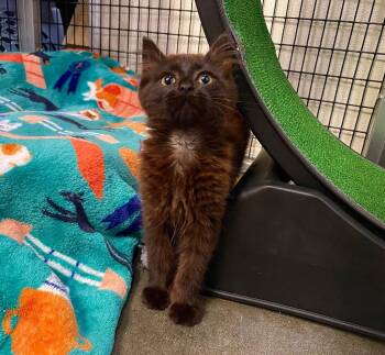 Lupe -  Domestic Medium Hair Cat for Adoption in Raleigh, North Carolina - Lupe | PetCurious