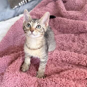 Ellie -  Domestic Short Hair Cat for Adoption in Hollywood, Florida - Ellie | PetCurious
