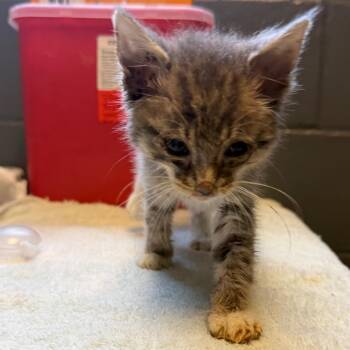 TUSC-Stray-84861 -  Domestic Short Hair Cat for Adoption in Tuscaloosa, Alabama - TUSC-Stray-84861 | PetCurious
