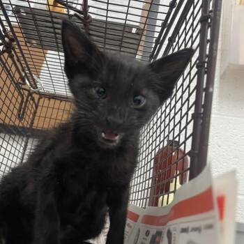 Domestic Short Hair Cats Available for Adoption in Edinburg, Texas - Crackers | PetCurious