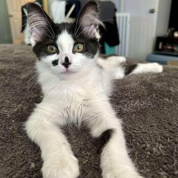 Urchin -  Domestic Medium Hair Cat for Adoption in Clayton, California - Urchin | PetCurious