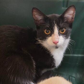 Noodle -  Domestic Short Hair Cat for Adoption in Chattanooga, Tennessee - Noodle | PetCurious