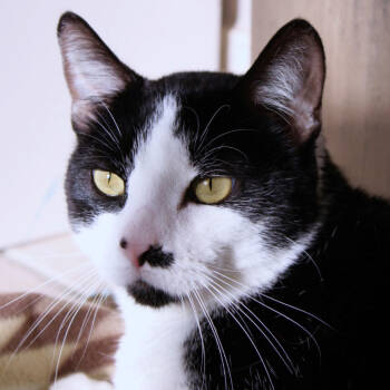 Rescue Domestic Short Hair Cats for Adoption in Port Washington, New York - Gizmo | PetCurious