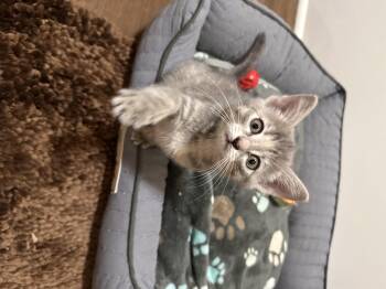 Rescue Domestic Short Hair Cats for Adoption in Lexington, Kentucky - Taylor | PetCurious