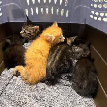 Wendy -  Domestic Short Hair Cat for Adoption in Mt. Juliet, Tennessee - Wendy | PetCurious