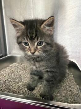 Rue -  Domestic Medium Hair Cat for Adoption in Hartsville, South Carolina - Rue | PetCurious