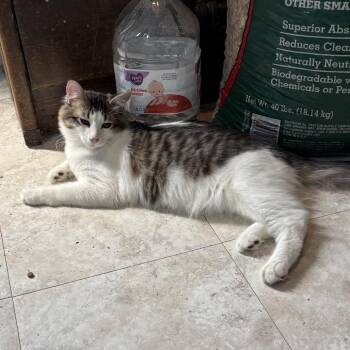 Bink -  Domestic Medium Hair Cat for Adoption in Escondido, California - Bink | PetCurious