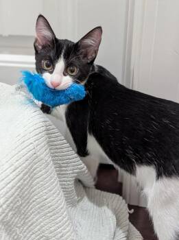 Rescue Domestic Short Hair Cats for Adoption in Dickson, Tennessee - Ollie | PetCurious