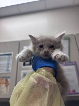 Rescue Domestic Long Hair Cats for Adoption in Las Vegas, Nevada - LUCAS | PetCurious